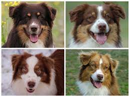 Australian shepherds need a job. Pin By Terra Rez On Animals Aussies Aussie Dogs Australian Shepherd Dogs Australian Shepherd