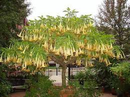 Image result for Brugmansia