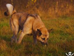 Image result for západosibiřská lajka