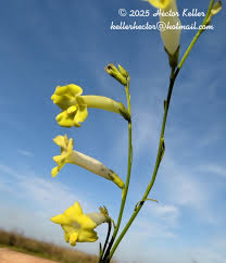 Image result for Schwenckia