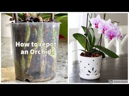 Then, take the orchid out of its old pot, using warm water rinse the roots, then trim off spoilt roots using sterilized scissors. How To Repot An Orchid Successfully The Contented Plant