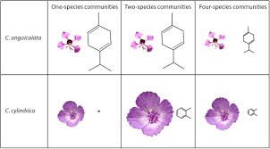Alibaba.com offers 1,476 dreaming pattern products. Emission Rates Of Species Specific Volatiles Change Across Communities Of Clarkia Species Evidence For Character Displacement In Floral Scent Biorxiv