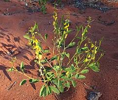 Image result for Crotalaria cylindrocarpa