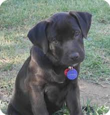 Labrador puppies for sale in palmdale ca. Torrance Ca Labrador Retriever Meet Dexter A Pet For Adoption