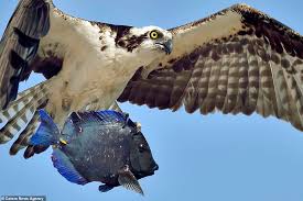 Seafood restaurant in newport beach, california. Stunning Photographs Show A Magnificent Osprey Clutching A Blue Coral Reef Fish In Aruba Daily Mail Online