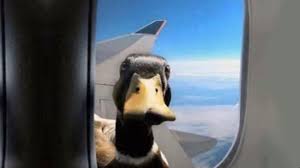 The best memes from instagram, facebook, vine, and twitter about duck meme. Quackers The Duck Has Memes For You Youtube