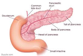 The pancreas is an extended, accessory digestive gland that is found retroperitoneally, crossing the bodies of the l1 and l2 vertebra on the posterior abdominal wall. Location Of Pancreas Human Body Anatomy Human Body Organs Anatomy Pancreas