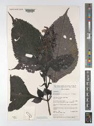 Image result for Brillantaisia owariensis