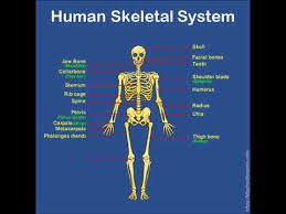 A Lesson On Human Skeletal System Learn All About The Human Skeleton Its Bones And Their Functions Le Human Skeletal System Human Body Facts Skeletal System