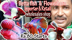 Whole Sale Imported Betta Fish Flowerhorn Low Price Shop Kolatur Wholesale Aquarium Karthiks View Youtube
