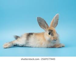Image result for tbn:nuNU7FPK4A54yM::rvforsaleguide.com/images/bunny-resting-picture.jpg