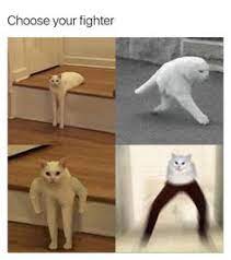 Check spelling or type a new query. 32 Cat Pants Ideas Cats Crazy Cats Funny Cats
