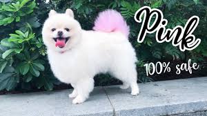I dyed my hair and my dog franklns hair! How To Safely Dye Your Dog S Hair Cute Pomeranian Youtube