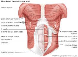 You can click the links in the image, or the links below the image to find out more information on any muscle group. Abdominal Muscle Description Functions Facts Britannica