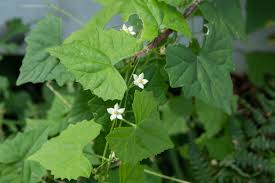 Image result for Zehneria