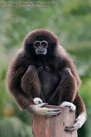 Image result for Hylebates