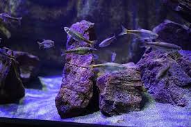 Image result for Sonchus bipontini