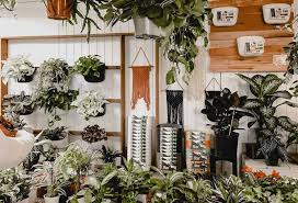 Though the prayer plants can tolerate low light conditions plenty of indirect and bright light is best. Can You Hang Or Vine A Prayer Plant Tips For Displaying Your Maranta The Healthy Houseplant