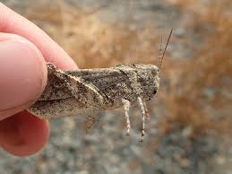 Image result for Dissotis trothae