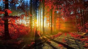 We have 75+ background pictures for you! Hd Wallpapers Nature 1920x1080 Wallpaper Cave