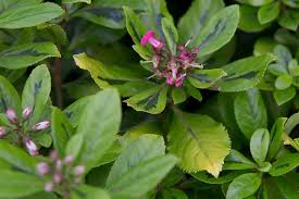 Image result for Escallonia