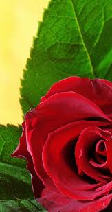 Download hd 3840x1080 wallpapers best collection. Full Screen Red Rose Wallpaper Hd