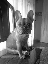 French bulldog puppies pacific northwest. French Bulldog Puppies Pacific Northwest Pets Lovers