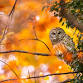 Owl-oween Enchanted Afternoon event image