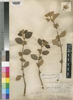 Image result for Grewia herbacea