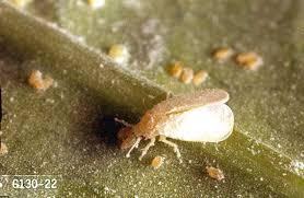 To crop the picture, click crop in the left pane, and in the right pane, under crop position. Tomato Whitefly Pacific Northwest Pest Management Handbooks