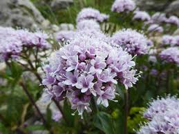 Image result for Valeriana capensis