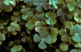 Image result for Marsilea minuta