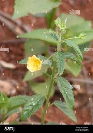 Image result for Sida dregei