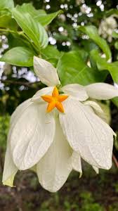 Image result for Mussaenda rivularis