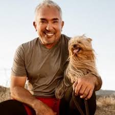 Teaching your puppy how to focus will build a rewarding relationship. A List Of 100 Highly Popular Dog Trainers 2020 Esa Care