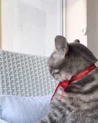 O Kimmm Mia Miavesansli Kedi Kedim Kediler Kedigiller Kedisiolanlar Cats Funny Cats Cat S