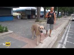 Yavrusu Icin Dev Kopege Saldiran Kedi Youtube