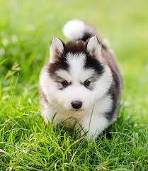 Husky puppy | cute puppies. Pictures Of Huskies An Amazing Gallery Of Siberian And Alaskan Dogs And Pups