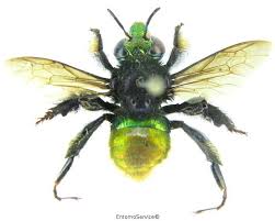 Euglossa Intersecta Insectes Abeille Oiseaux