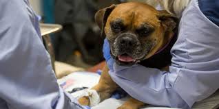 Signs your dog has lung cancer & the best treatments options for your dog: New Drug Tanovea Arrives In Knoxville To Treat Canine Lymphoma