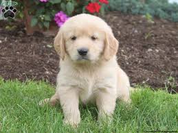Golden retriever puppies near pittsburgh pa. Carl Golden Retriever Puppy For Sale In Lititz Pa Greenfield Puppies Puppy Finder Golden Retriever Puppies