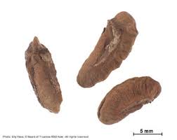 Image result for Canthium glaucum