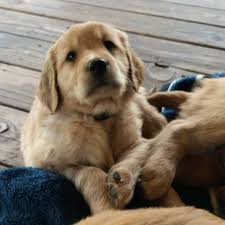 We breed the occasional litter, normally when we are looking to keep a puppy ourselves. Arkansas Golden Retrievers Home Facebook