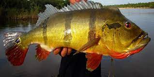 Pictures of peacock bass fish. Peacock Bass Fishing In Florida A Short Guide