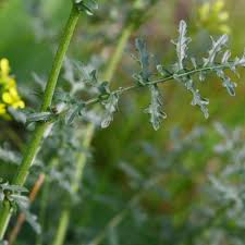 Image result for Erucastrum