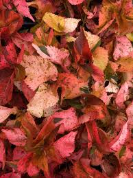 Image result for Acalypha volkensii