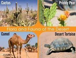 Desert Biome Animals And Plants Desert Biome Desert Ecosystem Desert Biome Animals