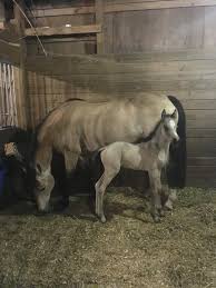 Some color variations of appaloosas you'll find on our site include black, bay, palomino, buckskin, chestnut or sorrel, grey, dun, blue roan and roan. Mosshollow Farm S American Connemara Pony Society Facebook