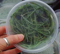 Image result for Microcoelia ornithocephala