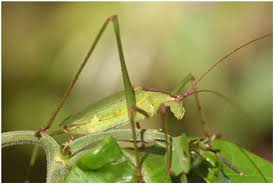 Image result for Crotonogynopsis australis